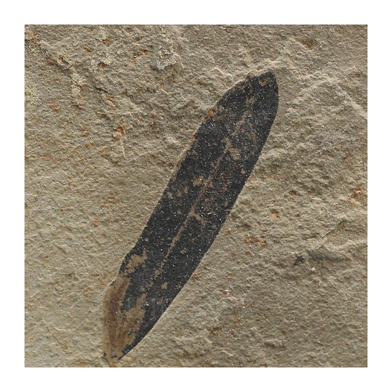 Hoja fósil