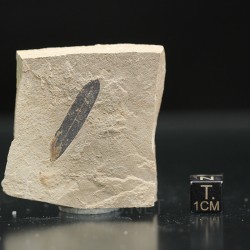 Hoja fósil