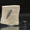 Hoja fósil