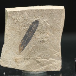 Hoja fósil