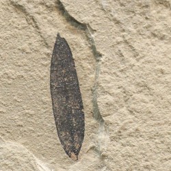 Hoja fósil