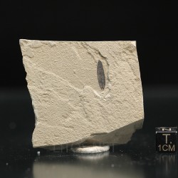 Hoja fósil