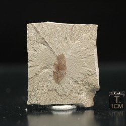Hoja fósil