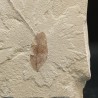 Hoja fósil