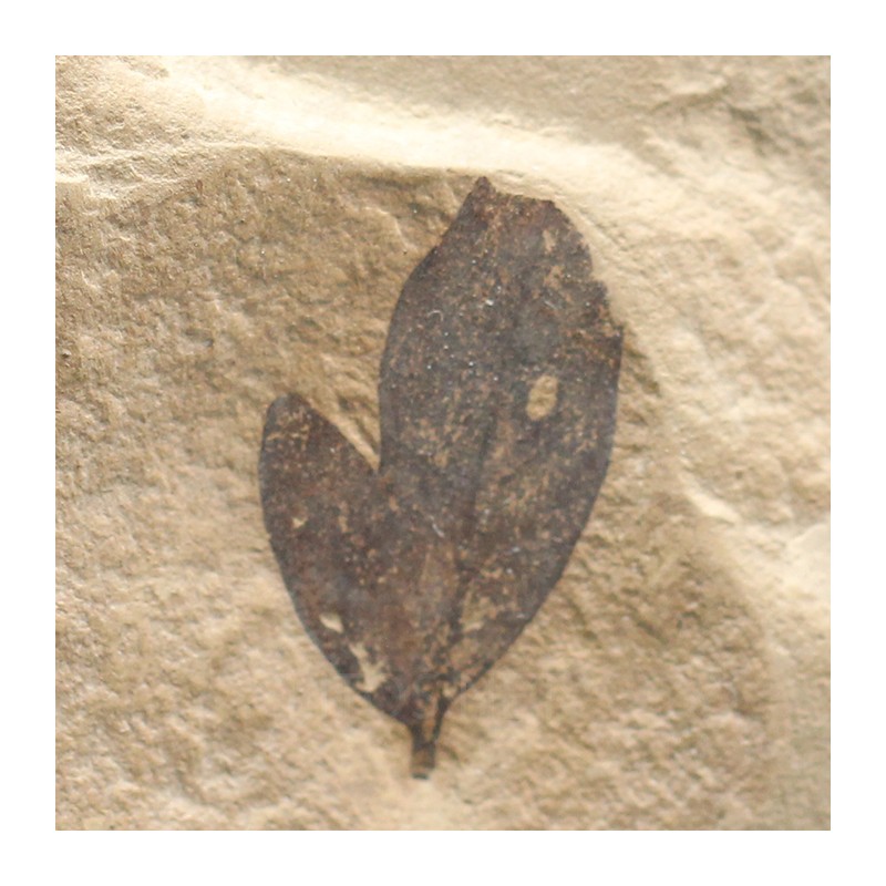 Hoja fósil