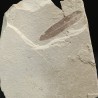 Hoja fósil