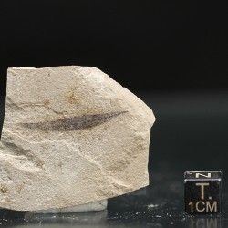 Hoja fósil