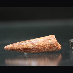 Spinosaurus aegyptiacus diente fosil