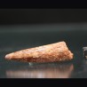 Spinosaurus aegyptiacus diente fosil