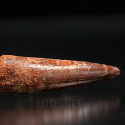 Spinosaurus aegyptiacus diente fosil