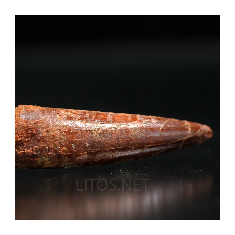 Spinosaurus aegyptiacus diente fosil