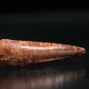 Spinosaurus aegyptiacus diente fosil