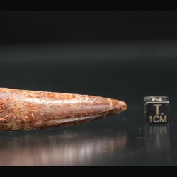 Spinosaurus aegyptiacus diente fosil
