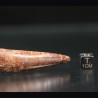 Spinosaurus aegyptiacus diente fosil