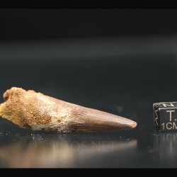 Spinosaurus aegyptiacus diente fosil