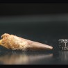 Spinosaurus aegyptiacus diente fosil