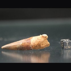 Spinosaurus aegyptiacus diente fosil