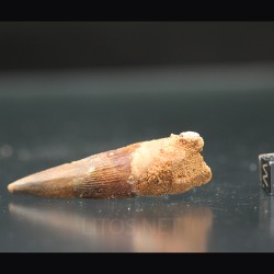 Spinosaurus aegyptiacus diente fosil