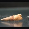 Spinosaurus aegyptiacus diente fosil