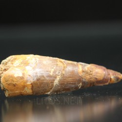 Spinosaurus aegyptiacus diente fosil