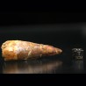 Spinosaurus aegyptiacus diente fosil