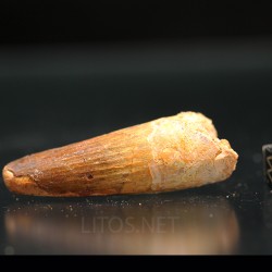 Spinosaurus aegyptiacus diente fosil