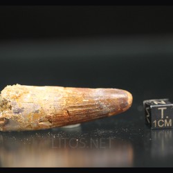 Spinosaurus aegyptiacus diente fosil