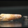 Spinosaurus aegyptiacus diente fosil