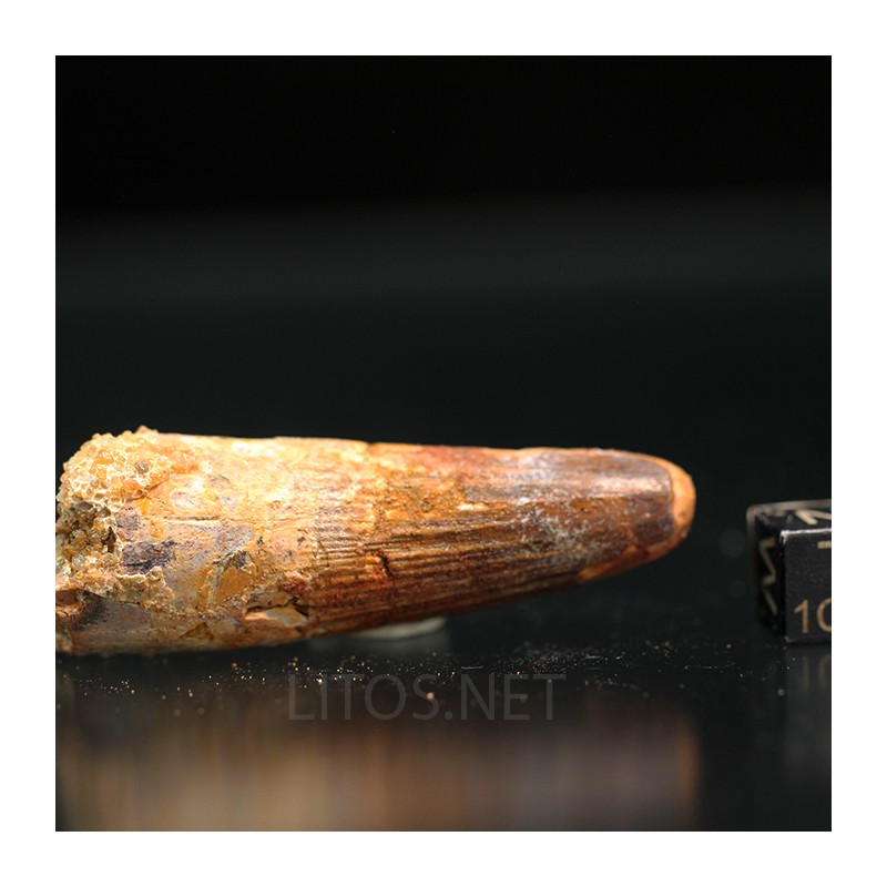 Spinosaurus aegyptiacus diente fosil