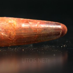 Spinosaurus aegyptiacus diente fosil