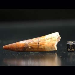 Spinosaurus aegyptiacus diente fosil