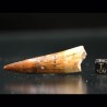 Spinosaurus aegyptiacus diente fosil