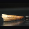 Spinosaurus aegyptiacus diente fosil