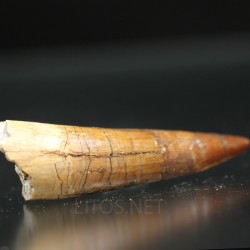 Spinosaurus aegyptiacus diente fosil