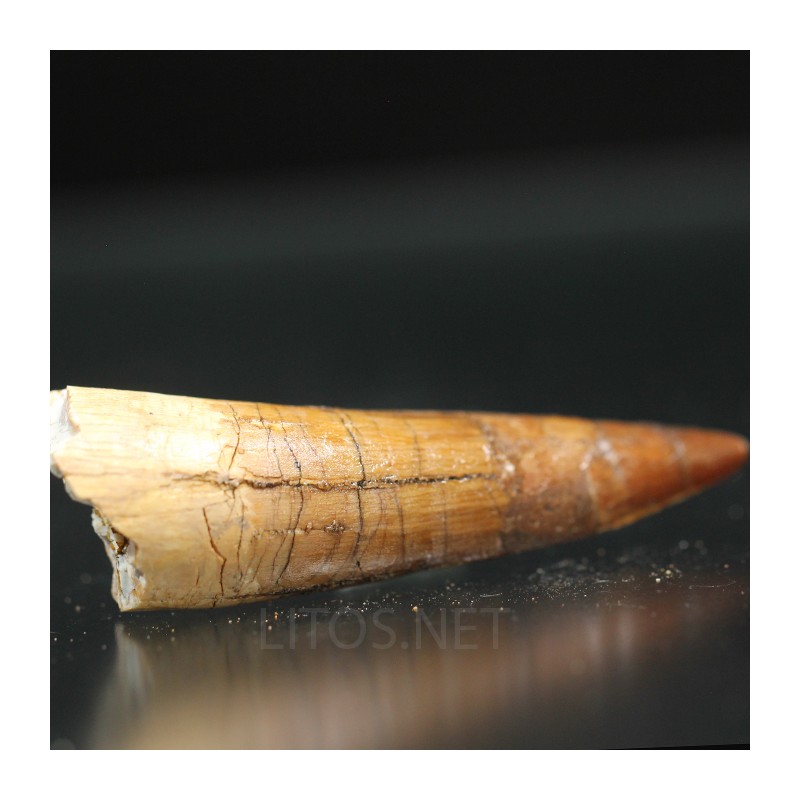 Spinosaurus aegyptiacus diente fosil