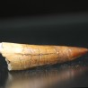 Spinosaurus aegyptiacus diente fosil