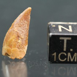 deltadromeosaurus-agilis fosil