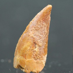 deltadromeosaurus-agilis fosil