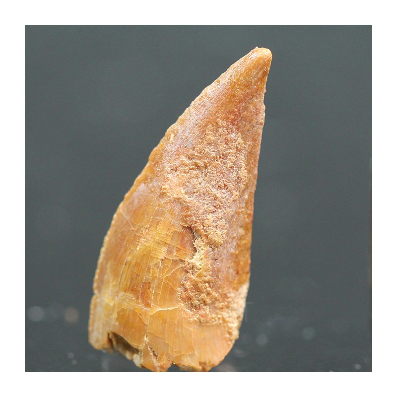 deltadromeosaurus-agilis fosil