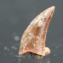 deltadromeosaurus-agilis fosil