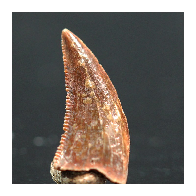 deltadromeosaurus-agilis fosil