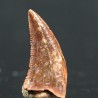 deltadromeosaurus-agilis fosil