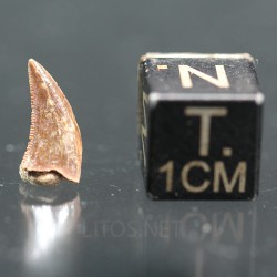 deltadromeosaurus-agilis fosil