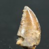 deltadromeosaurus-agilis fosil
