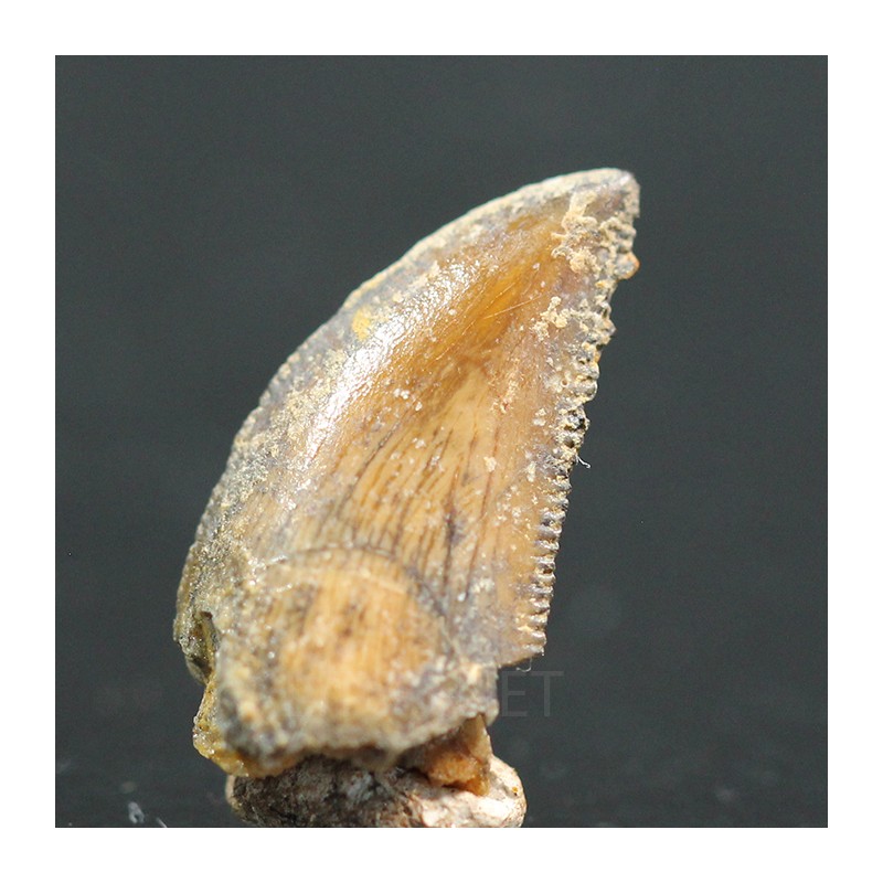 deltadromeosaurus-agilis fosil