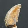 deltadromeosaurus-agilis fosil