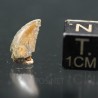 deltadromeosaurus-agilis fosil