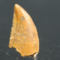 deltadromeosaurus-agilis fosil