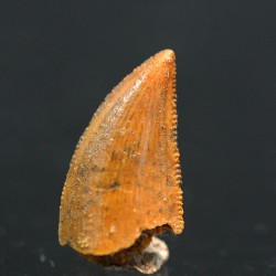 deltadromeosaurus-agilis fosil