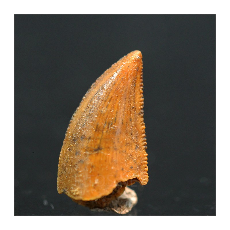 deltadromeosaurus-agilis fosil